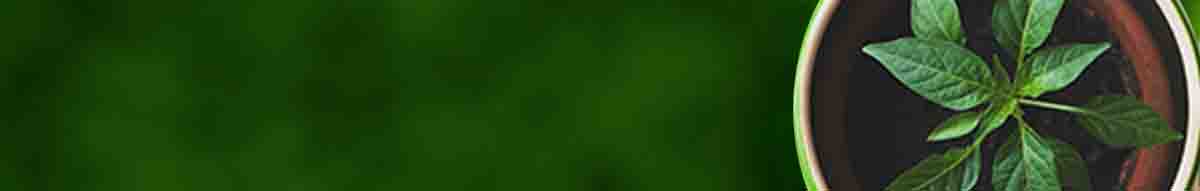 Sai Cocopeat Export Private Limited