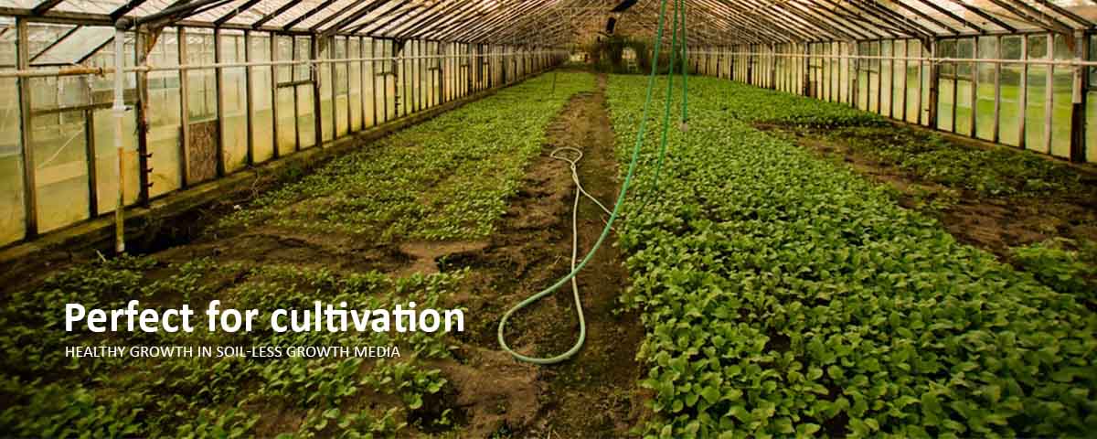 Earth Flavor Pvt Ltd