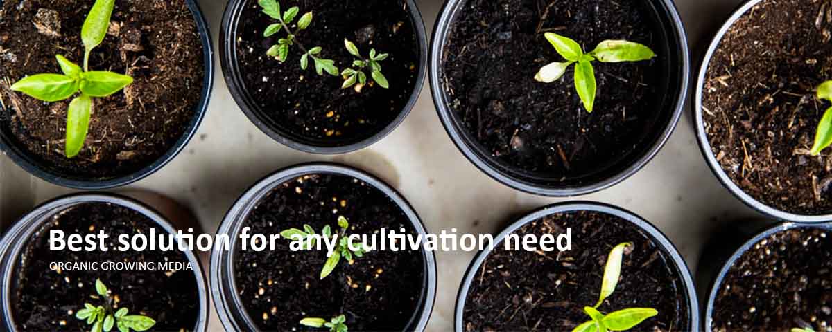 Earth Flavor Pvt Ltd